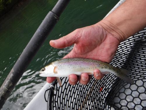 Tennesee Rainbow Trout