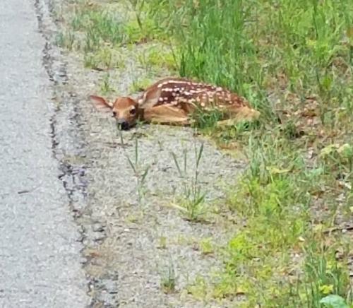 Hiding Whitetail Fawn