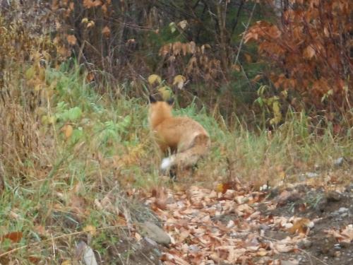 North Woods Red Fox