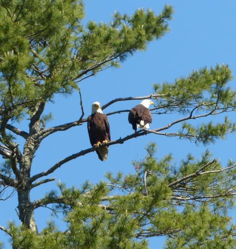 Two eagles against a bright blue sky!