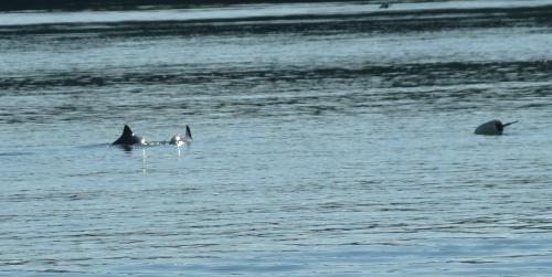 Porpoises up close