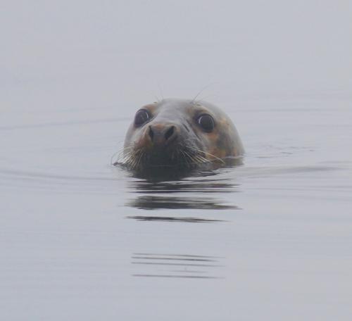 A seal watching us watching him