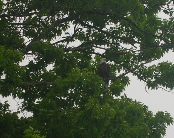 An eagle watching us!