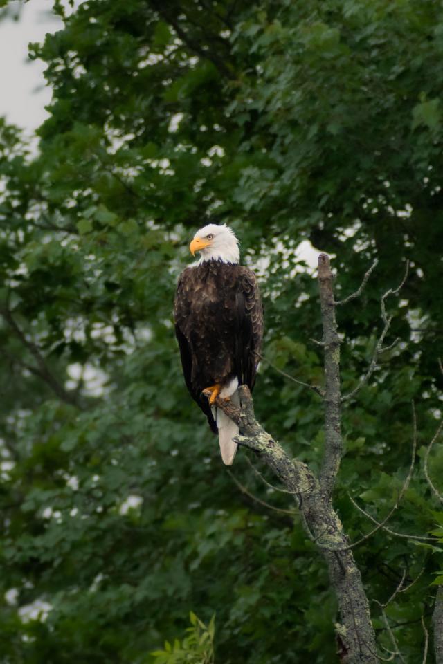 Guided Maine Eagle Watching Guided Maine Eagle Watching