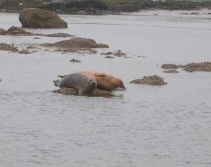 Seals Watching Us