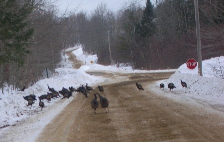 Turkeys in the snow