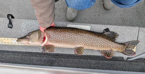 Big Pike